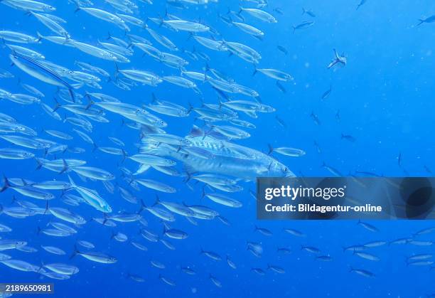 Great barracuda , school, Umma Gammar Reef, Red Sea, Egypt.