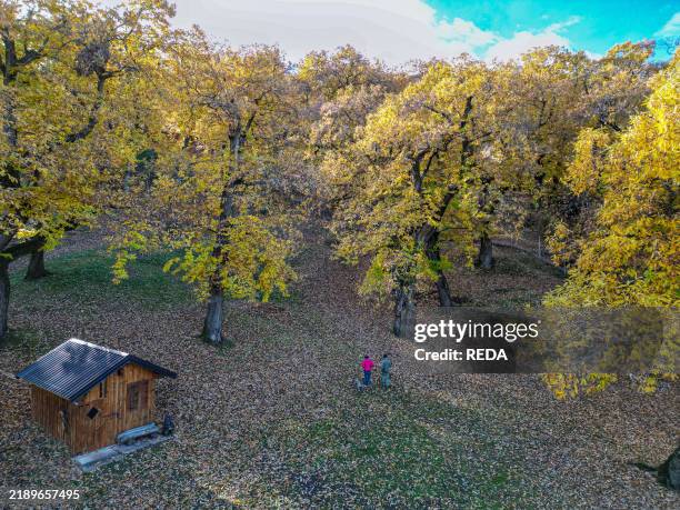The chestnut grove of the Viesi family of Castione in autumn, Brentonico plateau, Trentino, Italy, Europe.