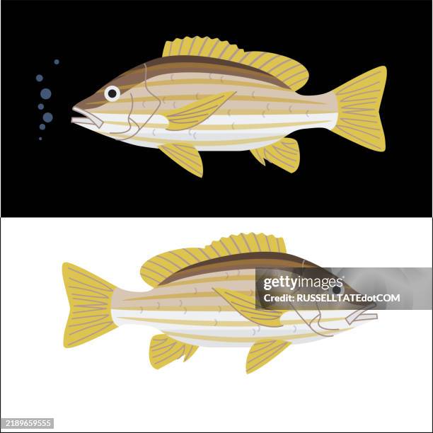 1,061 Emperor Fish Stock Photos, High-Res Pictures, and Images