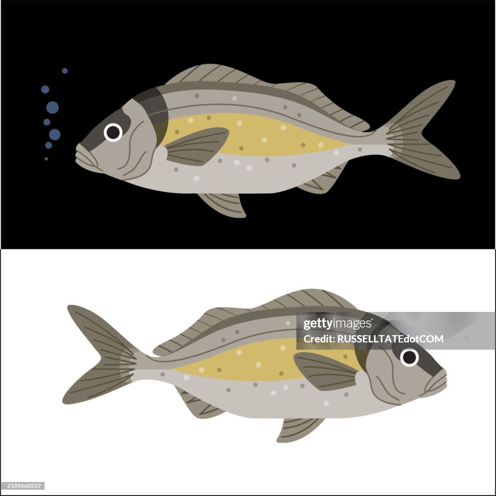 White Snapper (Pristipomoides typus)