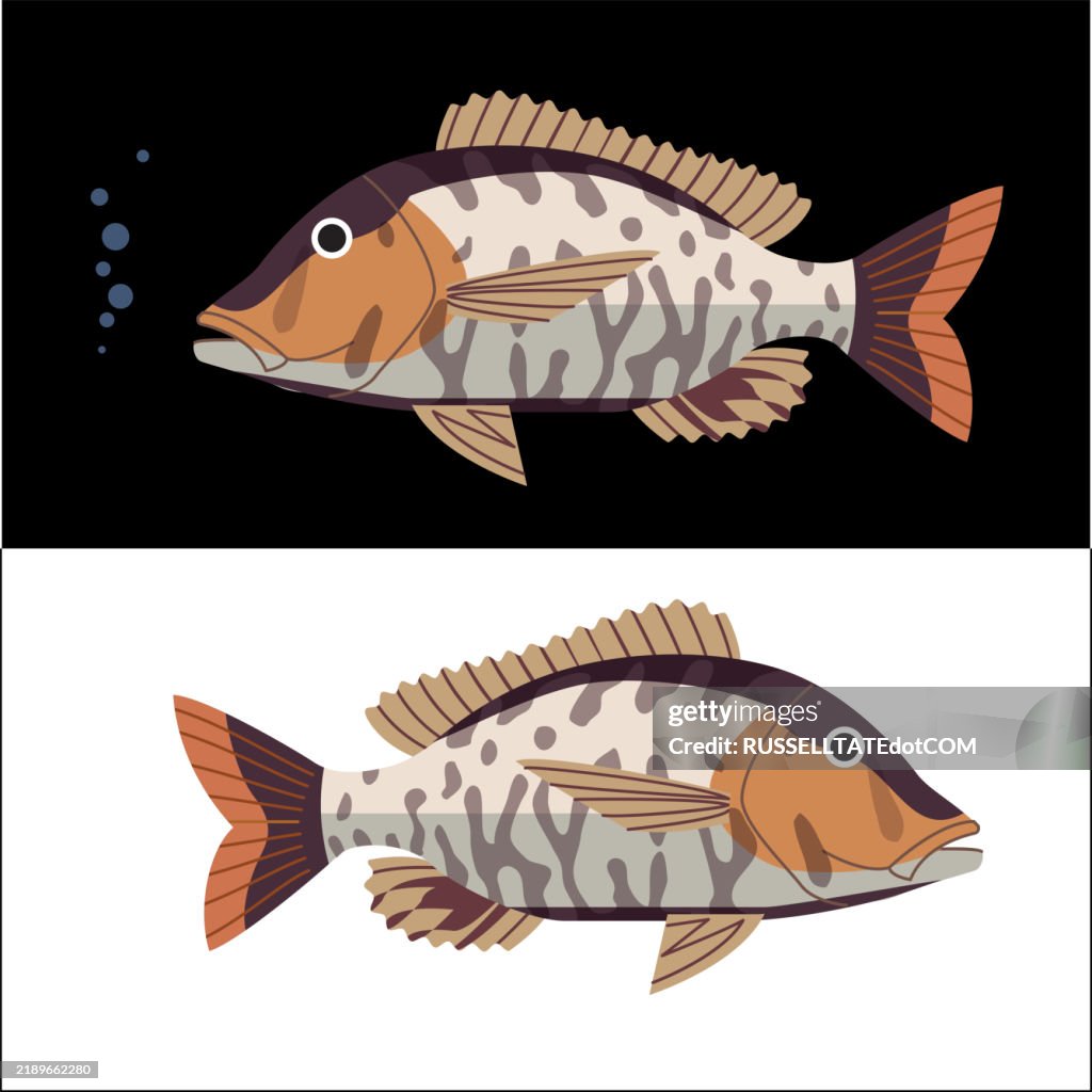 Grass Emperor Fish (Lethrinus laticaudis)