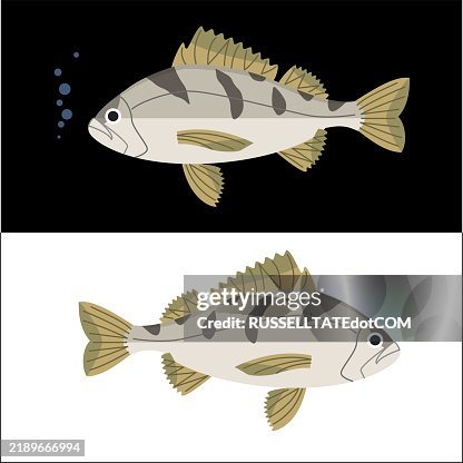 Saddle grunt fish (Pomadasys maculatus) Saddle grunt fish (Pomadasys maculatus)