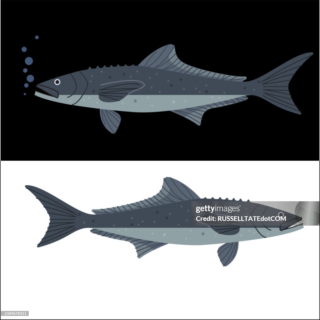 Cobia (Rachycentron canadum)