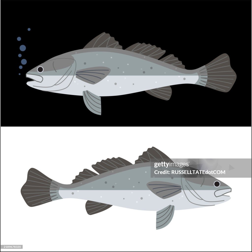 Snapper Black Jewfish (Protonibea diacanthus)