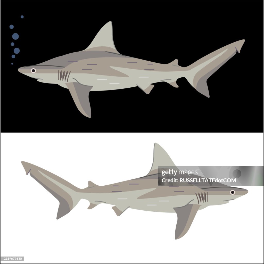 Andbar Shark High-Res Vector Graphic - Getty Images