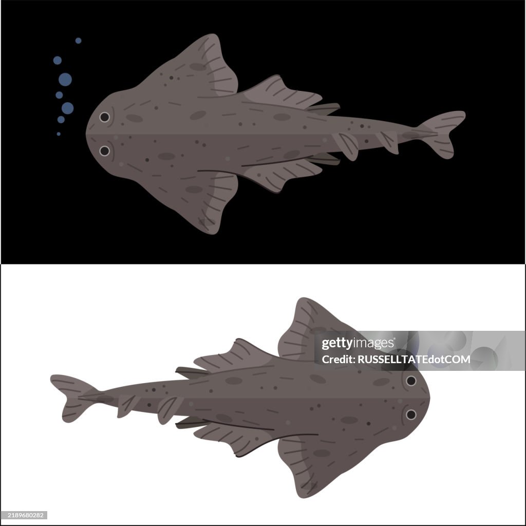 Angel shark (Squatina squatina)