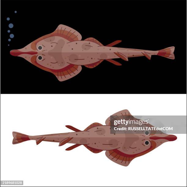 astern shovelnose ray (aptychotrema rostrata) - shovelnose guitarfish stock illustrations