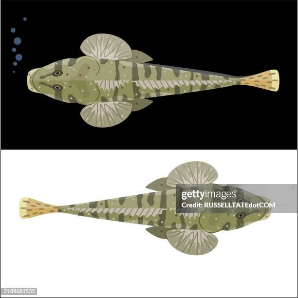 rock flathead (platycephalus laevigatus) - salt water fish stock illustrations