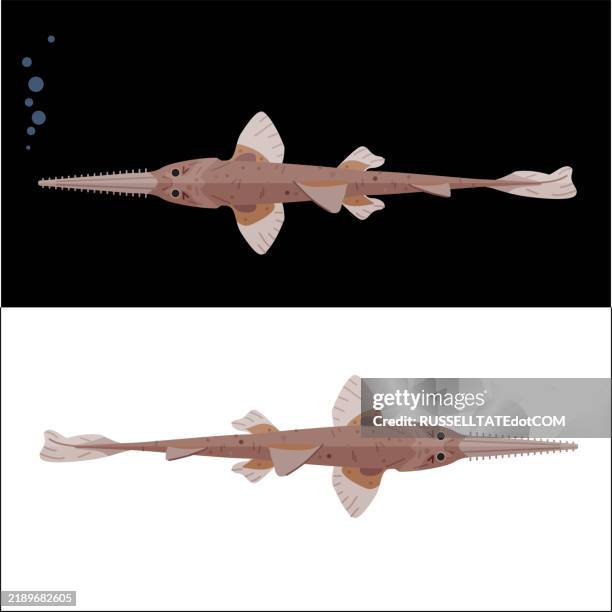 sawshark (pristiophoridae) - sawshark stock illustrations