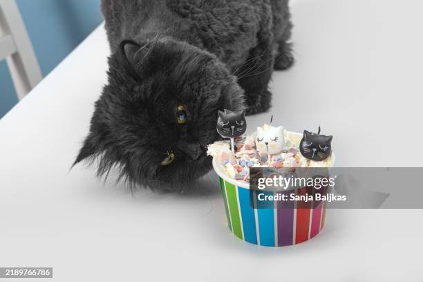 birthday black cat - emo pattern stock pictures, royalty-free photos & images