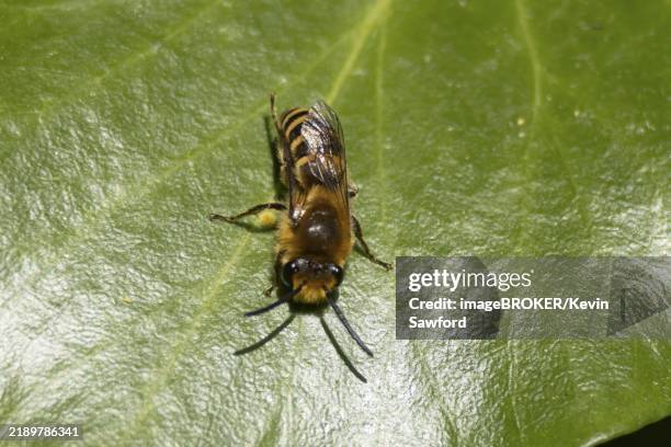 Ivy Insect 47 Ivy Bee Stock Photos, High-Res Pictures, and Images - Getty Images