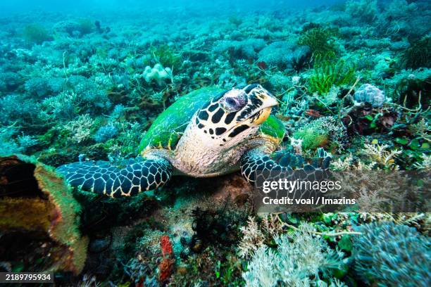 Drippy Turtle 110 Dripping Turtle Stock Photos, High-Res Pictures, and Images - Getty ...