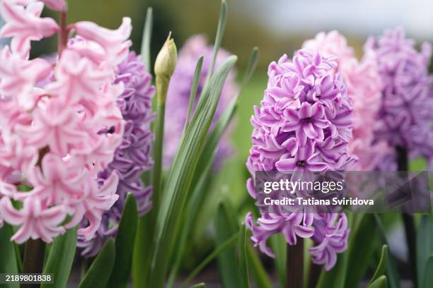 pink and lilac hyacinths flowers flowerbed close-up in spring - hyacinth stock pictures, royalty-free photos & images