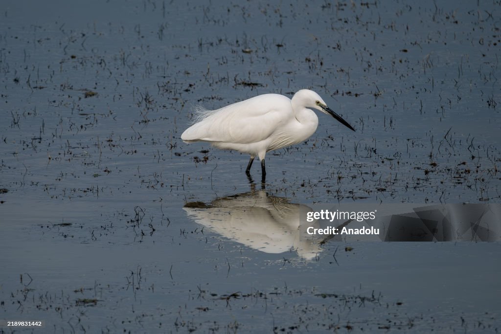 Akyatan Lagoon in Adana hosts many bird species