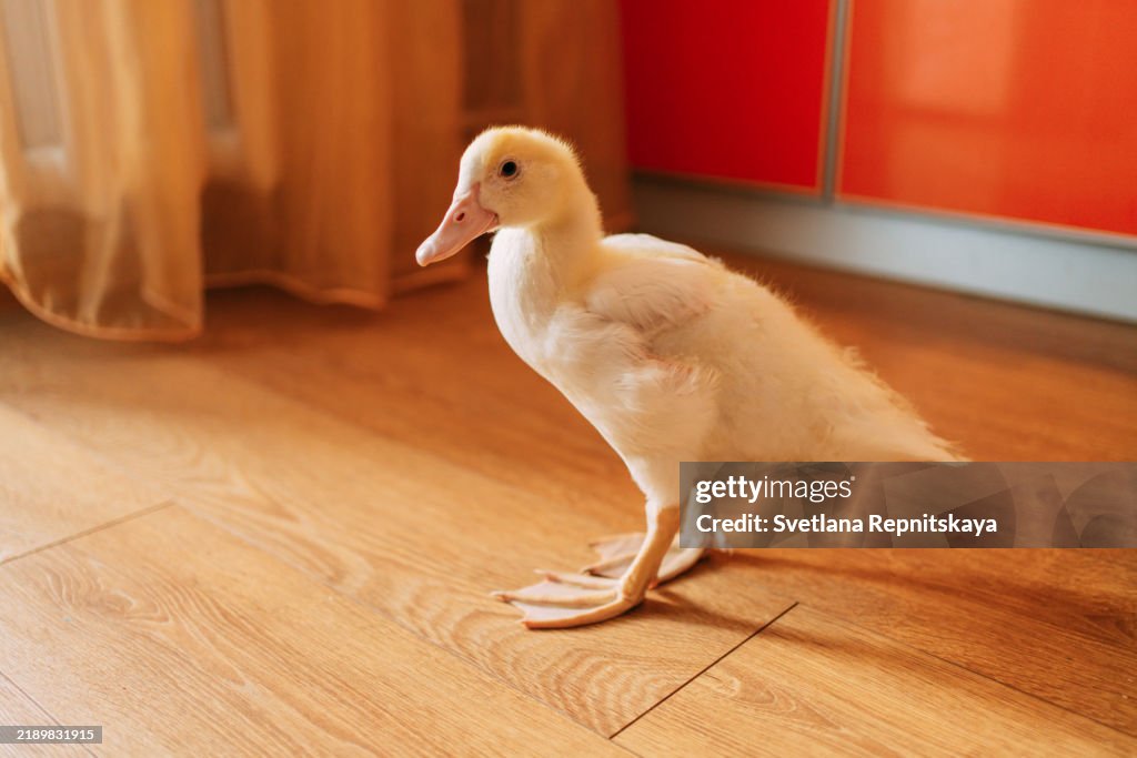 White call duck walking on wooden floor in home office