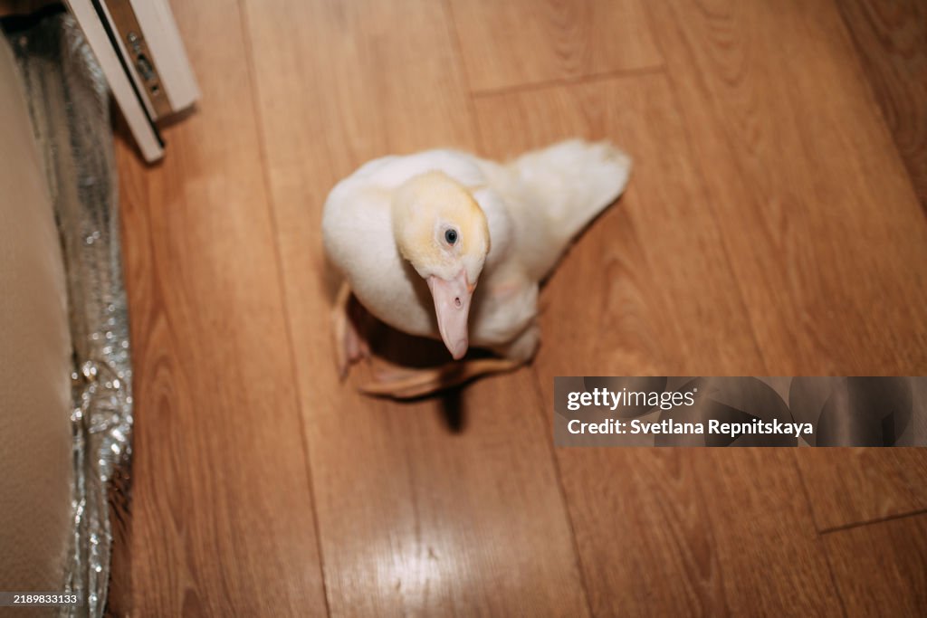 White call duck walking on wooden floor in home office