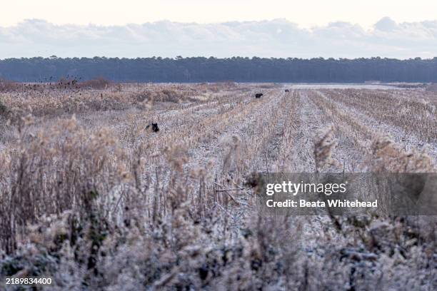 black bears in frosted field near treeline - misty eyes stock pictures, royalty-free photos & images