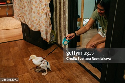 Woman walking duckling on leash in apartment Woman walking duckling on leash in apartment