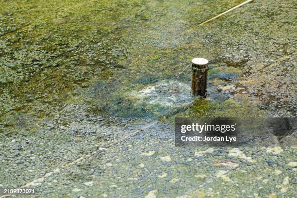 algae bloom and stuck the water on pond surface - green algae stock pictures, royalty-free photos & images