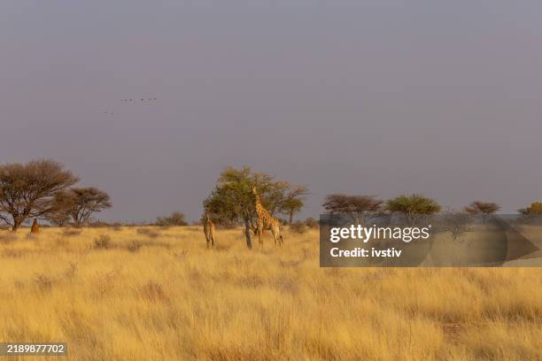 namibia - kalahari gemsbok national park stock pictures, royalty-free photos & images