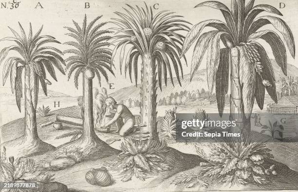 Fruit trees and herbs on Java Fruit trees and herbs on Java, 1596. Four types of palms and pineapples. Does not belong to the original illustrations...