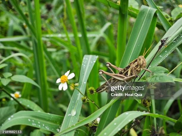 grasshopper on grass - locust stock pictures, royalty-free photos & images
