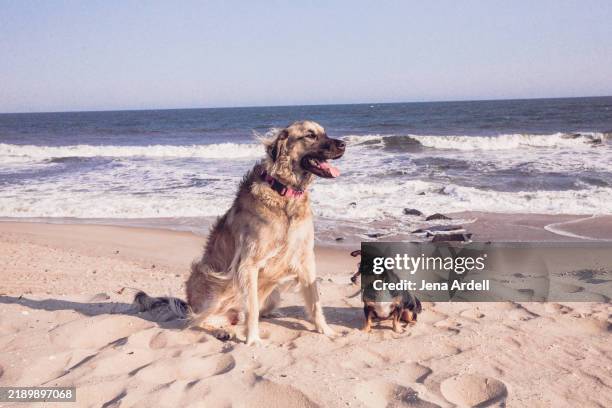 large dog and small dog, size concept, big dog and little dog - schoothondje stockfoto's en -beelden