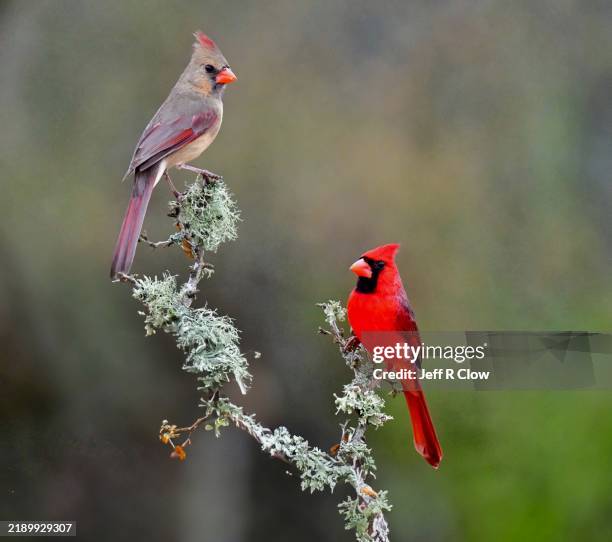 female and male cardinal birds perched on a tree branch in texas - songbird stock pictures, royalty-free photos & images