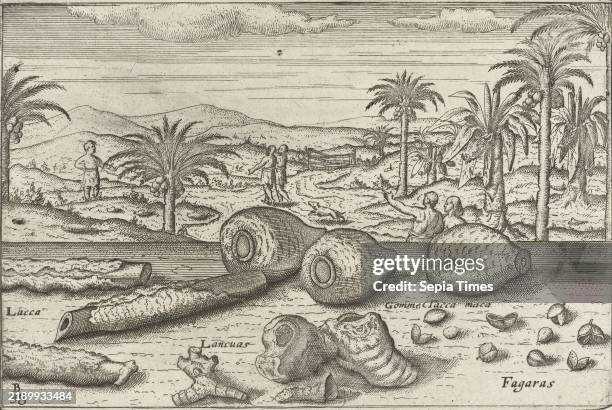 Herbs and root vegetables on Java Herbs and root vegetables on Java, 1596. Galanga and turmeric. Prints of the reprocessed plates for the original...