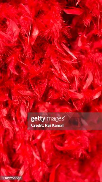 red feathered boa in close up - boa persoonlijk accessoire stockfoto's en -beelden