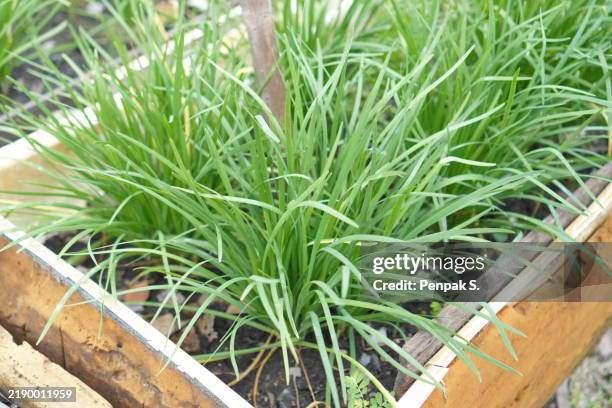 chives leaf vegetable - cebolinho imagens e fotografias de stock