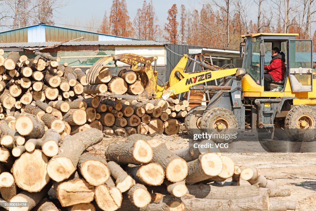 The Timber Process Farmers process timbers on December 14, 2024 in Suqian, Jiangsu... News ...