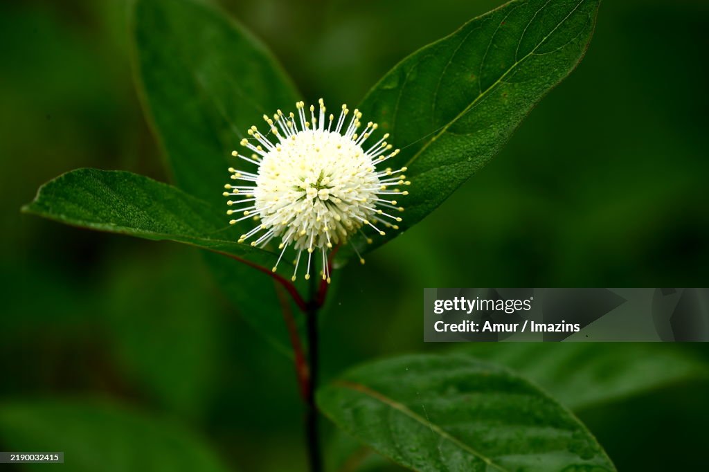 Cephalanthus occidentalis