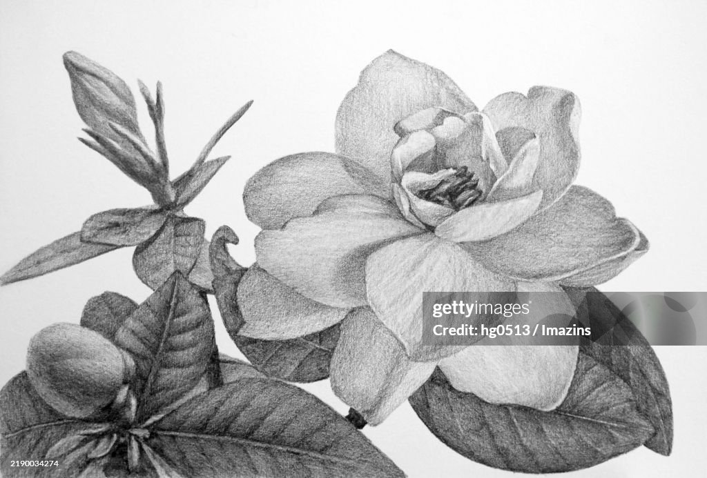 Gardenia, flower, illustration, pencil drawing