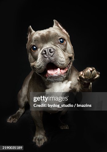 Cute expression, Smiling expression, Funny expression, Happy expression, Studio shot, American bully, American bully Cute expression, Smiling expression, Funny expression, Happy expression, Studio shot, American bully, American bully