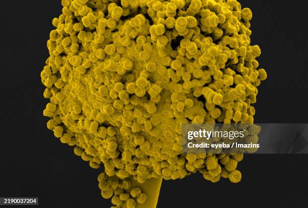 Mold Shape Microscope 291 Mold Microscope Stock Photos, High-Res Pictures, and Images - Getty ...