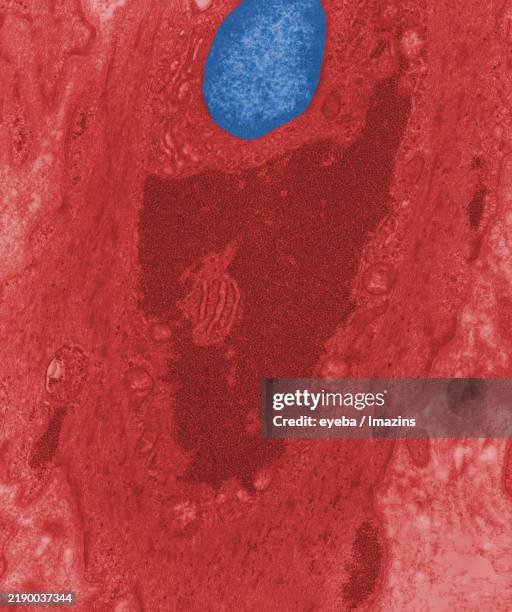 electron microscope image of glycogen particles - smooth muscle microscope stock pictures, royalty-free photos & images