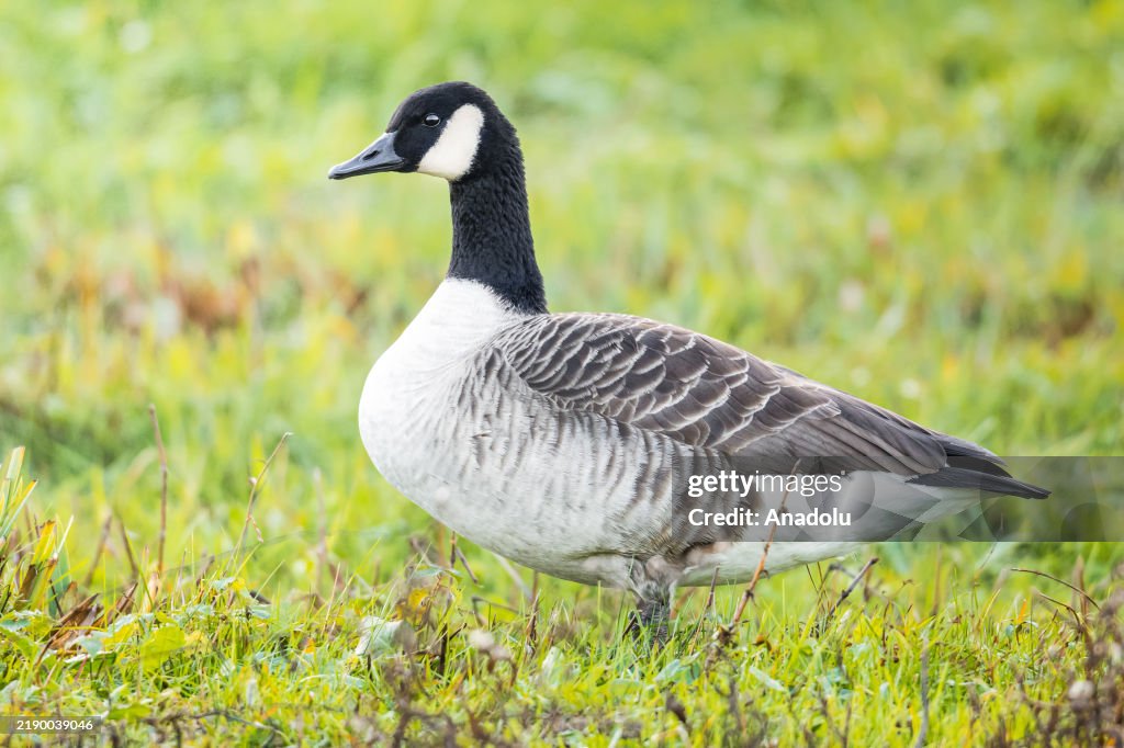 Wildlife of Baden Wurttemberg