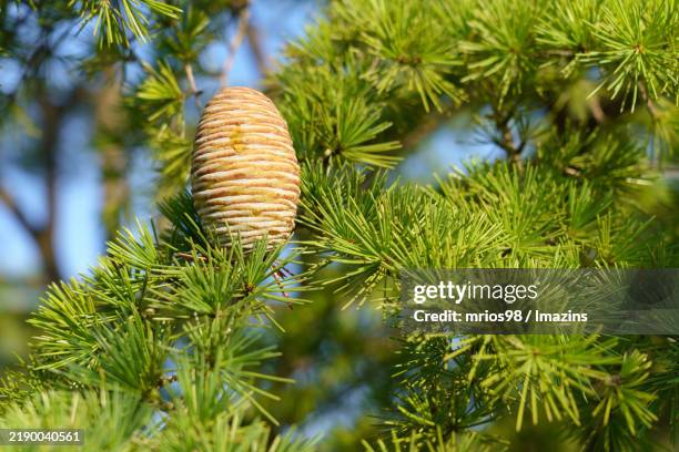 cedar, fir - cedar tree stock pictures, royalty-free photos & images