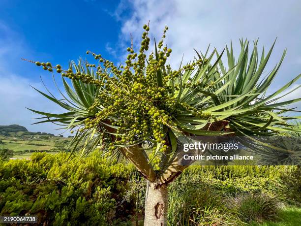 September 2024, Portugal, Capelo: A dragon tree with fruit. Photo: Jens Kalaene/dpa