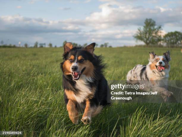 two australian shepherds running in grassy field - zwei tiere stock-fotos und bilder