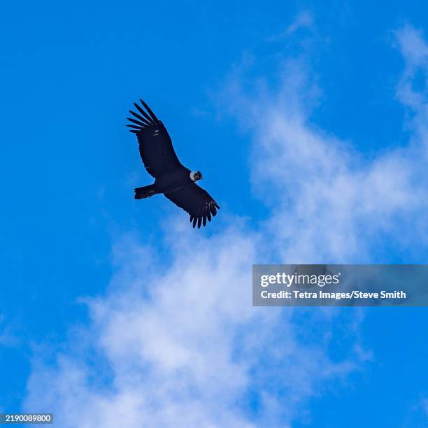 Condor Flying Back View 10,697 Condor Images Stock Photos, High-Res Pictures, and Images ...