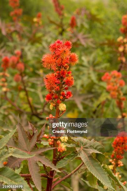 castor oil plant - ricinus communis - castor bean plant stock pictures, royalty-free photos & images