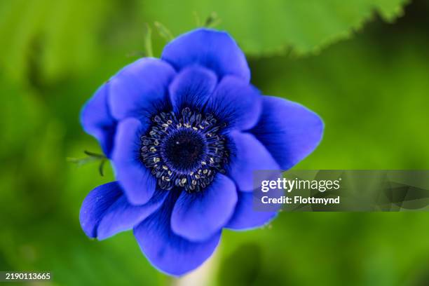 poppy anemone - anemone coronaria - bukettanemon bildbanksfoton och bilder