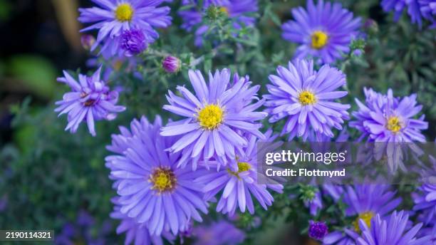 aster flower, purple with a golden heart - aster stock pictures, royalty-free photos & images