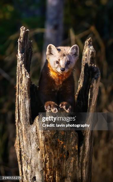 pine marten on a log tree and feeder - pine marten stock pictures, royalty-free photos & images