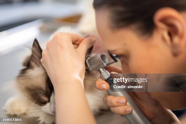 Cat Ear Scan 191 Cat Ear Exam Stock Photos, High-Res Pictures, and Images - Getty Images