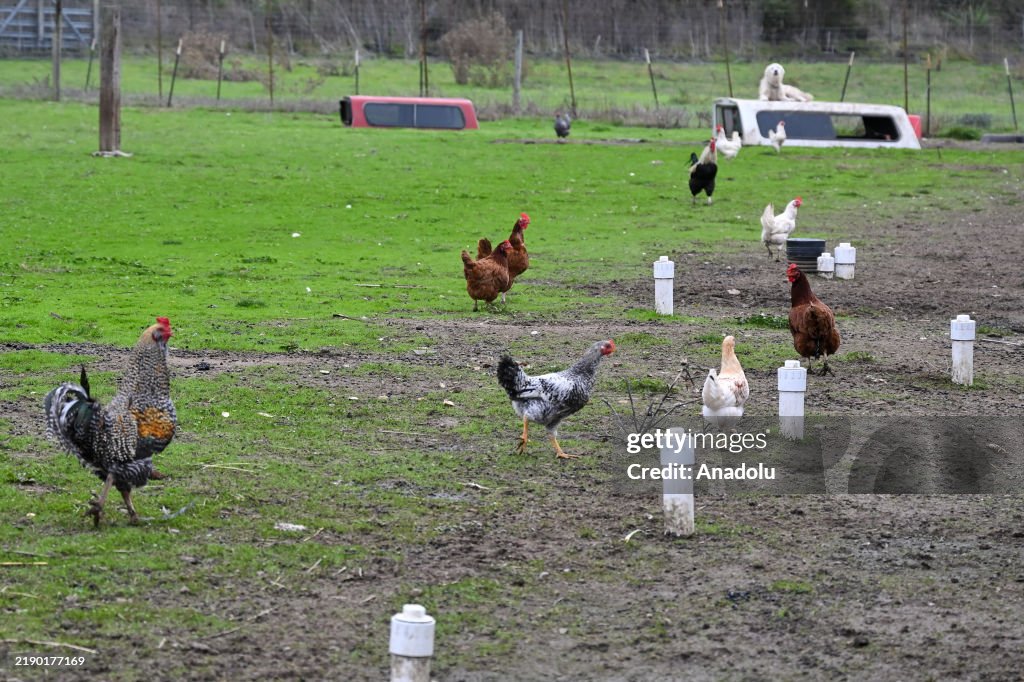 Bird Flu in California