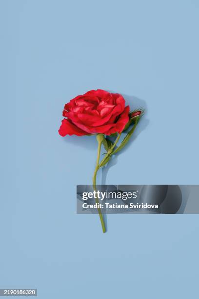 one red rose on blue background. flat lay - rose stock-fotos und bilder