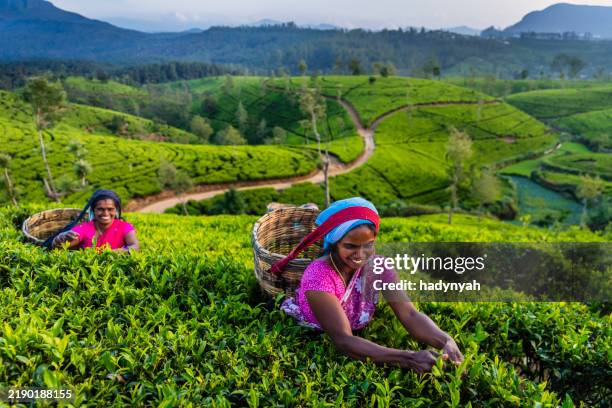tamil mulheres plucking folhas de chá de ceylon plantation, - cultura cingalesa - fotografias e filmes do acervo